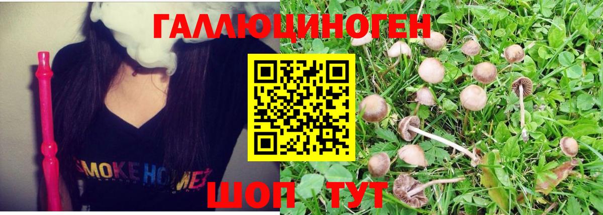 Псилоцибиновые грибы мицелий  Псилоцибиновые грибы Psilocybine cubensis  Абинск 